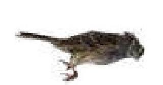 ar-1628507-tf-62988067-2-notext.jpg